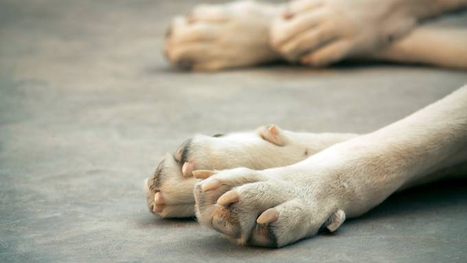 Tierquälerin lässt Hunde zwischen Zigi-Stummeln und verdorbenen Lebensmittel leben