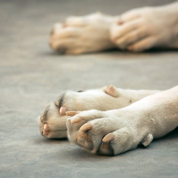 Tierquälerin lässt Hunde zwischen Zigi-Stummeln und verdorbenen Lebensmittel leben