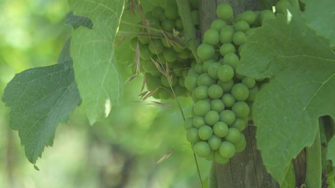 Bio-Boom bei Ostschweizer Winzern
