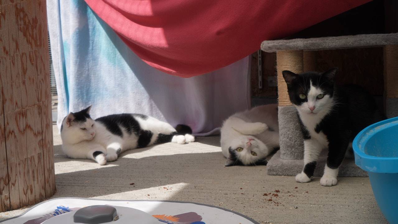 Draco, Severus & Bellatrix