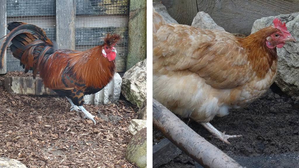 Appenzellerhahn mit einem Huhn