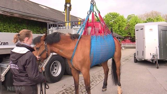 Feuerwehr beim Grosstier-Rettungskurs