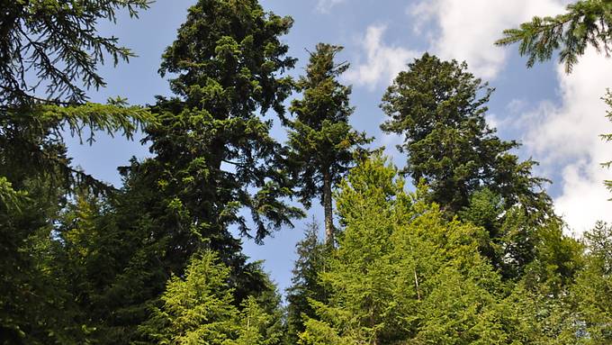 Grosse Bäume reagieren besonders empfindlich auf schwere Dürren