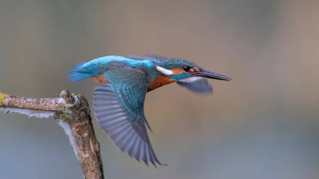Die Schweiz hat den Eisvogel zum Vogel des Jahres 2026 gekürt.