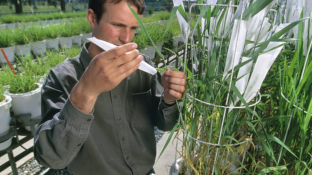 Ein Forscher bei der Arbeit mit genmanipulierten Weizenpflanzen.
