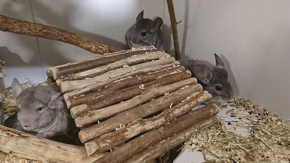 Chinchillas