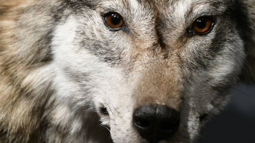 Wolf unter Verdacht: Nach mehreren Rissen in der Zentralschweiz sind Tierhalter alarmiert. (Symbolbild)