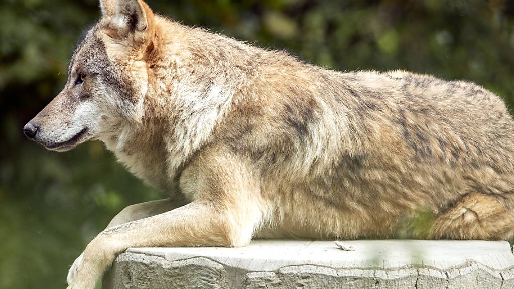 Nach 17 gerissenen Schafen hat die Waldhut im Wallis einen Wolf erlegt. Hier ein Exemplar im Zoo Zürich. (Archivbild)