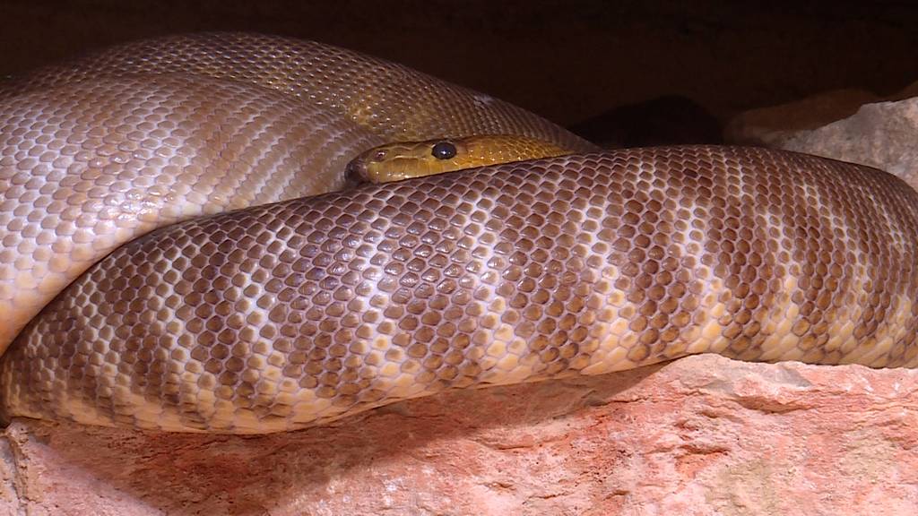 Neue Schlangenart Zoo Basel