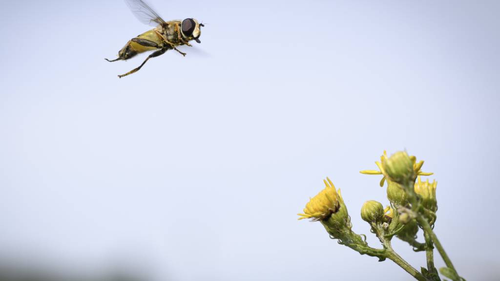 Stadt Luzern will mehr Personal zur Förderung der Biodiversität