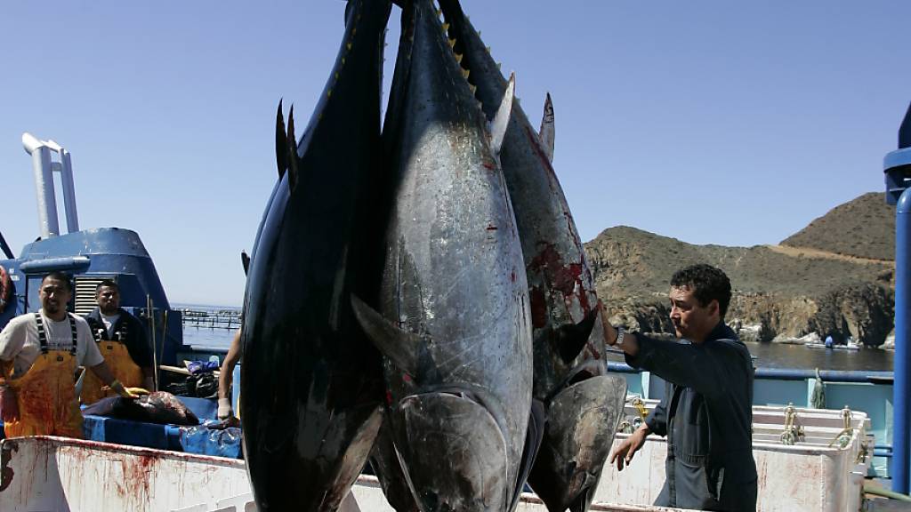 Fischbestände vor Kollaps: Ringen um Stopp schädlicher Subventionen