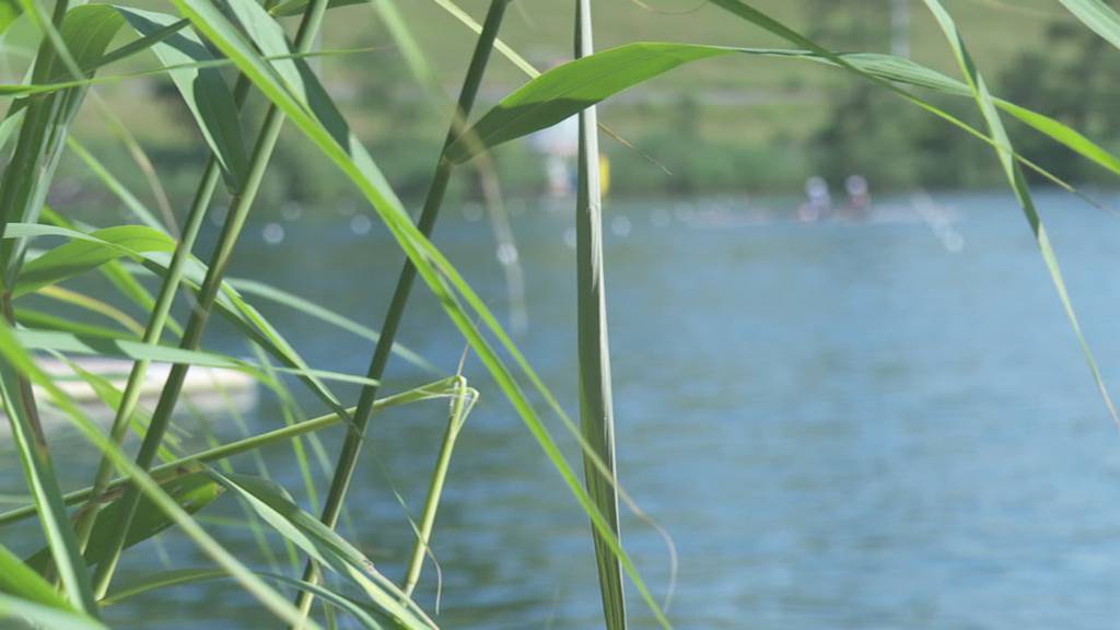 Ruderer vor der Lucerne Regatta