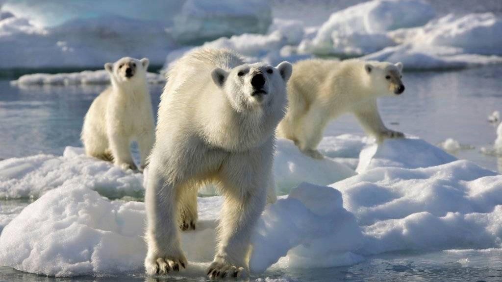 Durch den Klimawandel verlängern sich für die Eisbären in der Arktis mit den eisfreien Zeiten auch die Hungerperioden. (Archivbild)