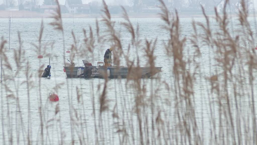 Pfahlbauer: Archäologen bohren bei Siedlung in Ermatingen