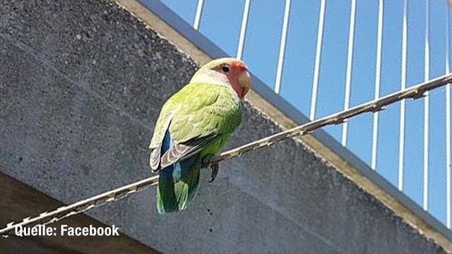 Exotischer Vogel in Solothurn