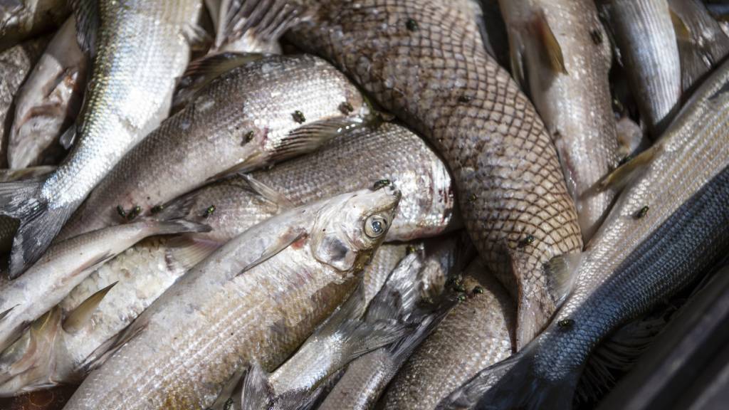 Frühwarnsystem soll Fische vor Hitzetod in Flüssen bewahren