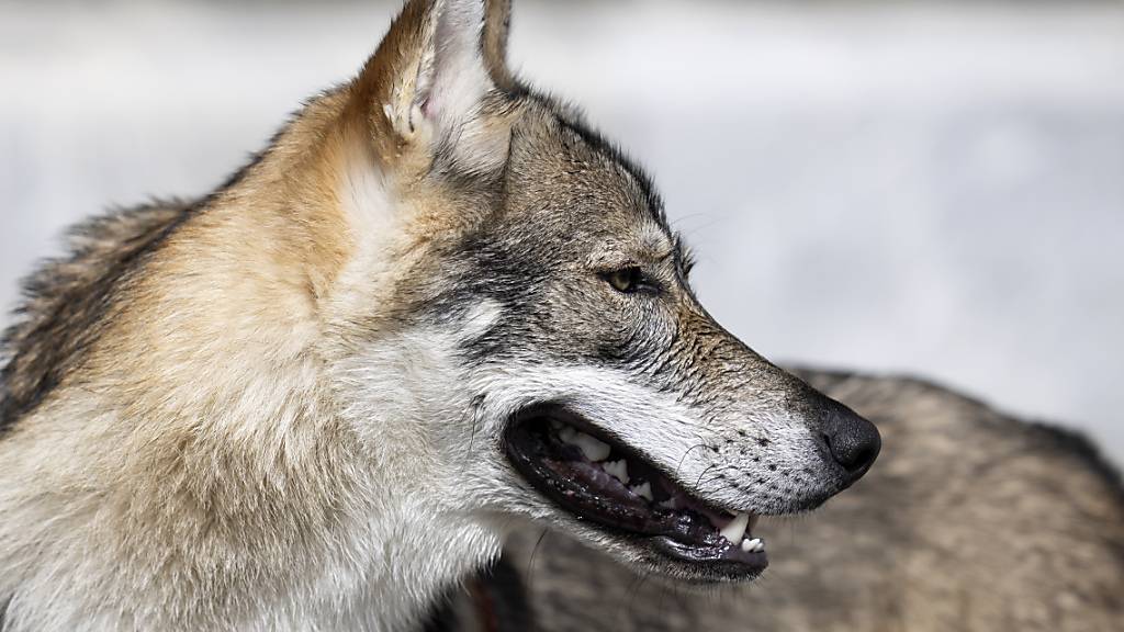 Die Canid Specialist Group der Weltnaturschutzunion IUCN hat den Bundesrat scharf für den geplanten Abschuss ganzer Wolfsrudel kritisiert. Das Vorgehen sei unwissenschaftlich und missachte den Volkswillen und die Berner Konvention, schrieb die Gruppe in einem Brief. (Archivbild)