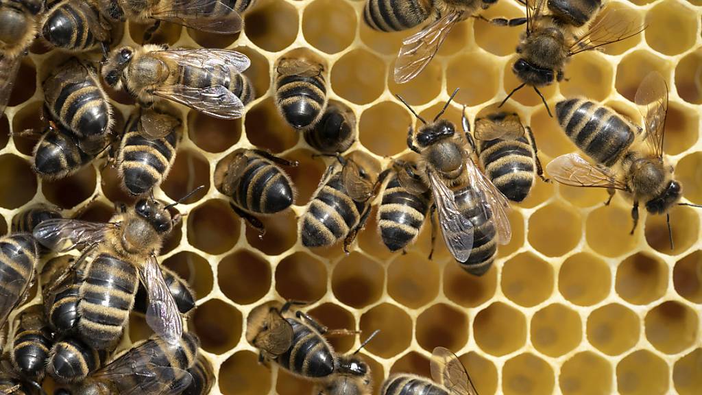 Der Winterverlust an Bienenvölkern ist gestiegen: Honig-Bienen auf einem Brutrahmen in Zürich.