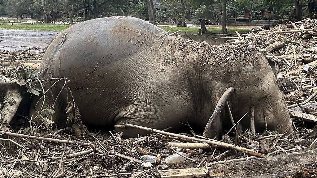 Hochwasserlage in Thailand verschärft - Elefanten ertrunken