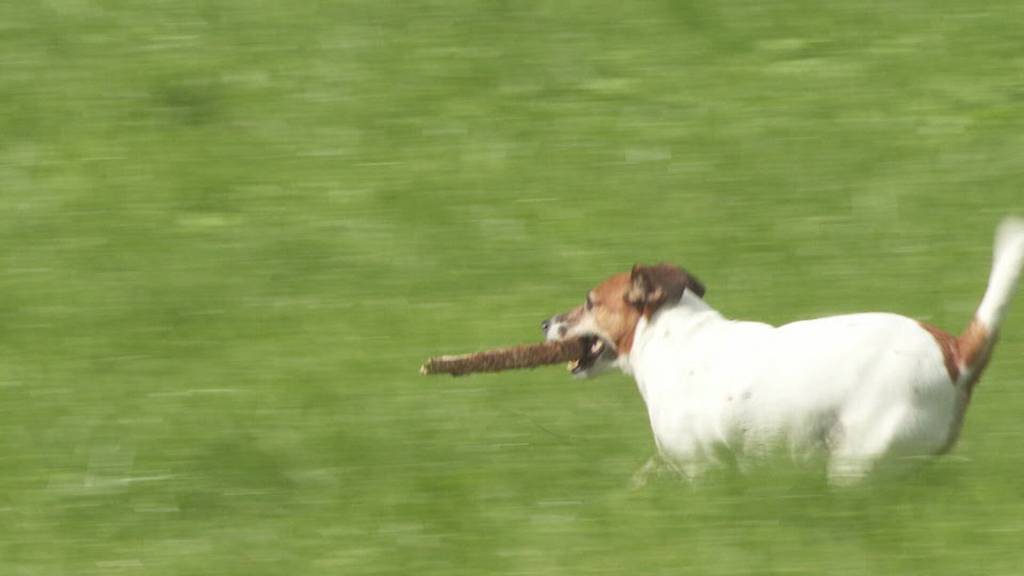 Polizei schiesst auf Herdenschutzhund