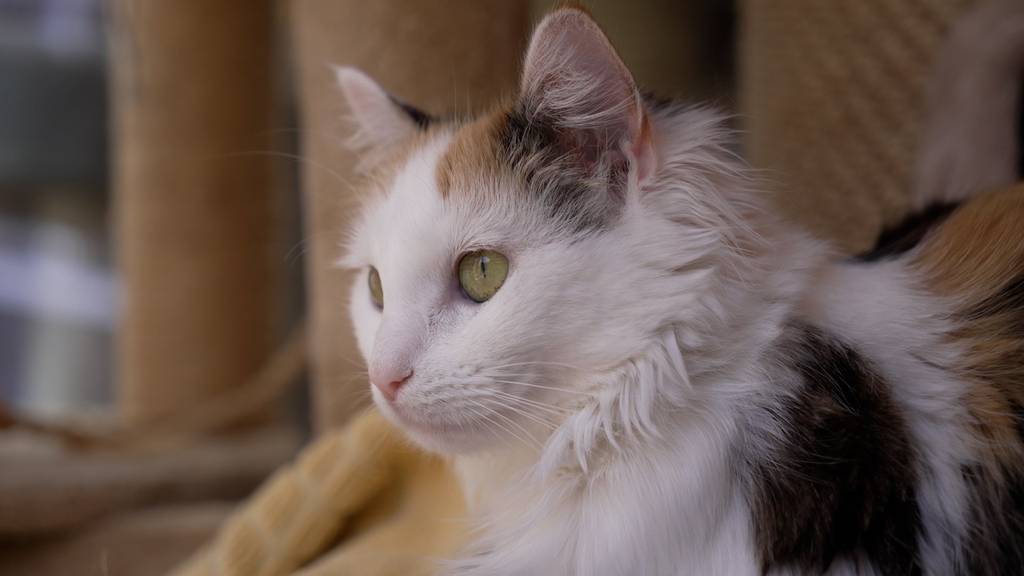 Nala