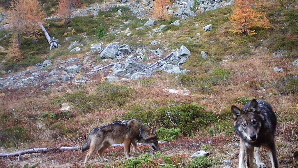 Der Wolf hat die Schweiz von Italien aus wiederbesiedelt. Lausanner Forschende haben sich die Genetik der europäischen Wölfe der vergangenen 200 Jahre genauer angeschaut. (Symbolbild)
