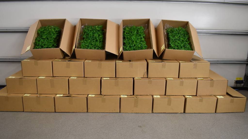 Zoll stoppt Lieferwagen mit Hanfpflanzen in St. Margrethen SG