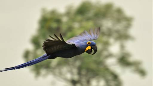Gerichtsurteil lässt Zoo Zürich auf Volieren-Bau hoffen