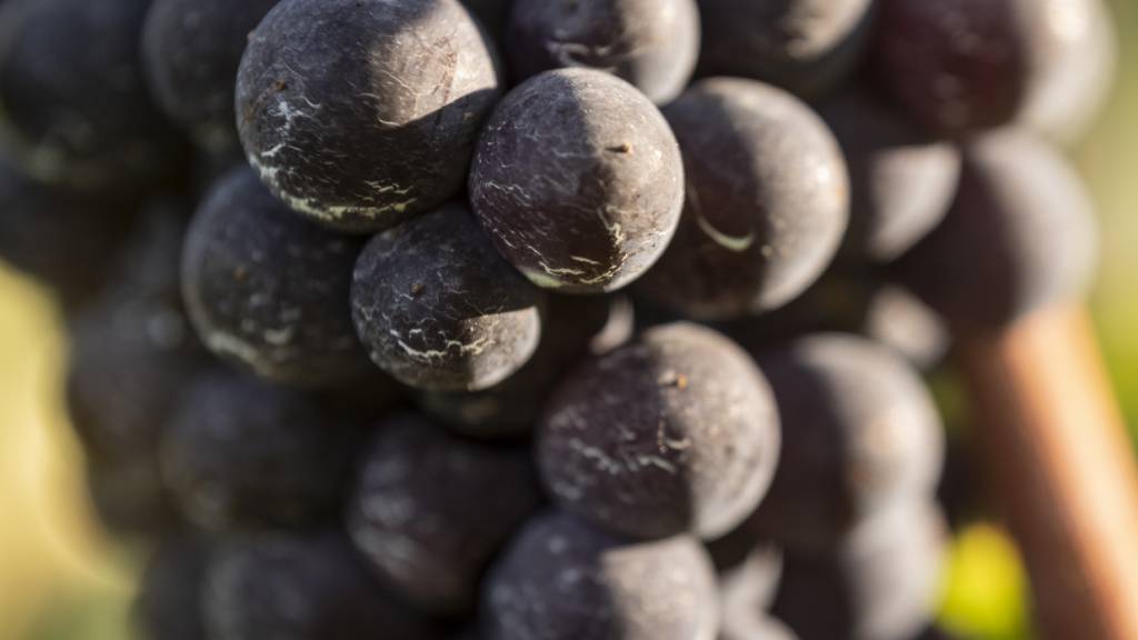 Auf dem Rebberg bei der Berufsschule in Hohenrain sollen dank einer Erweiterung drei neue, pilzwiderstandsfähige rote Traubensorten angepflanzt werden können. (Symbolbild)