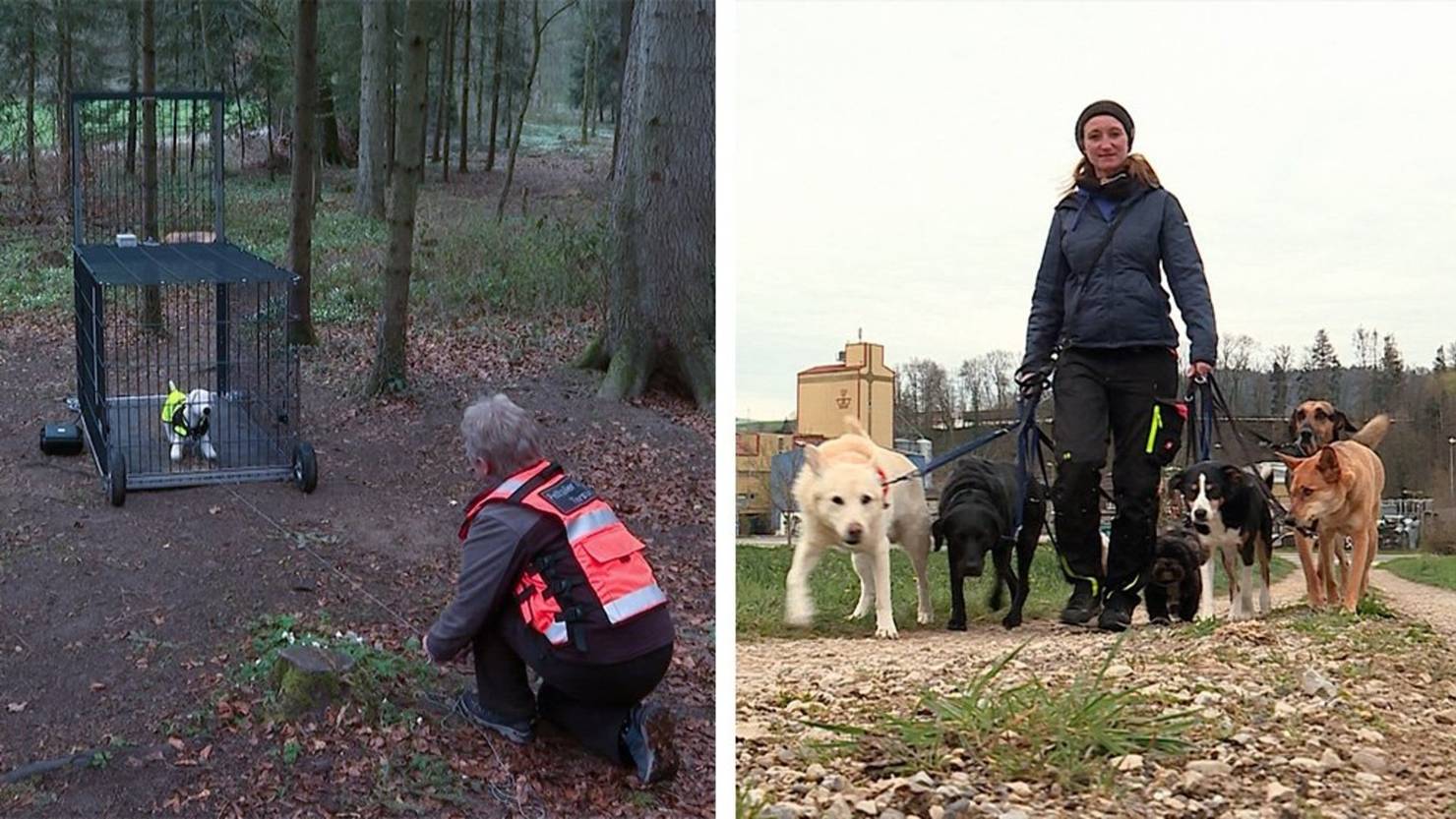 Pettrailer / Mobile Hundebetreuung | TeleM1