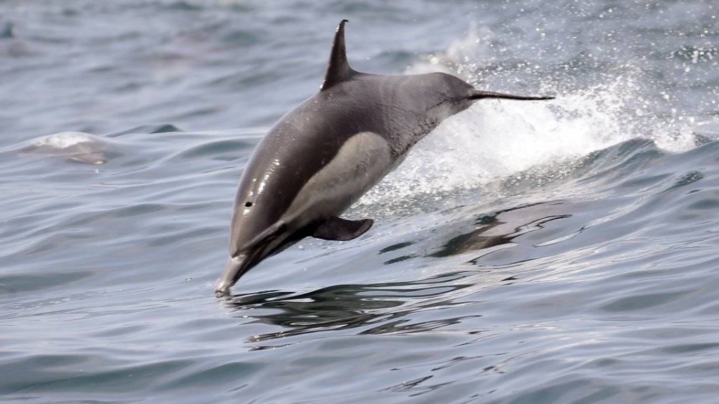 Delfine sind sehr soziale Tiere. Trotzdem behalten die männlichen Tümmler lebenslang ihre charakteristischen Pfeiflaute quasi als Namen bei. (Symbolbild)