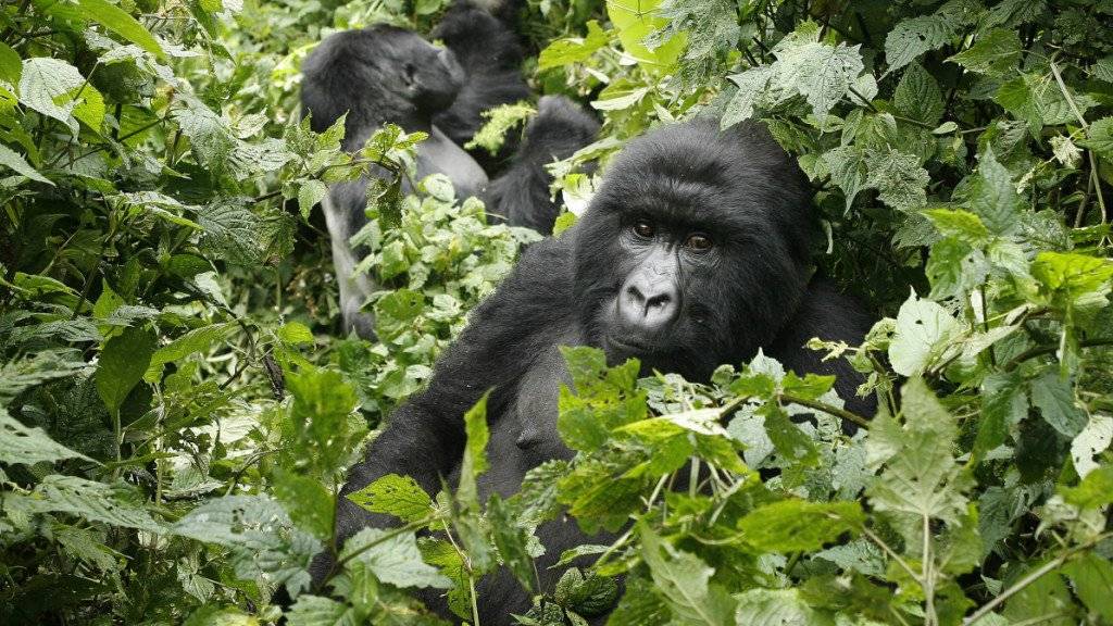 Berggorillas im Virunga-Nationalpark: Die Parks sind wegen ihrer einzigartigen Ökosysteme Unesco-Welterbestätten. (Archiv)