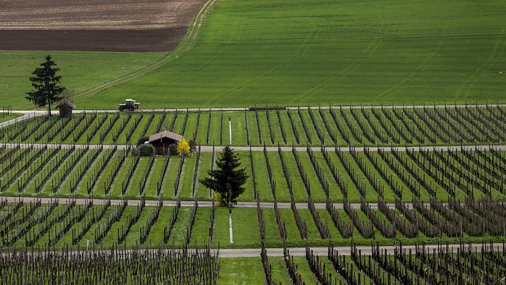 Schaffhauser Winzerbetriebe sollen ihren Wein in Zukunft auch mittels Automaten verkaufen können. (Symbolbild)