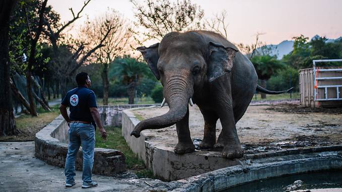 «Einsamster Elefant der Welt» - Kaavan kommt frei