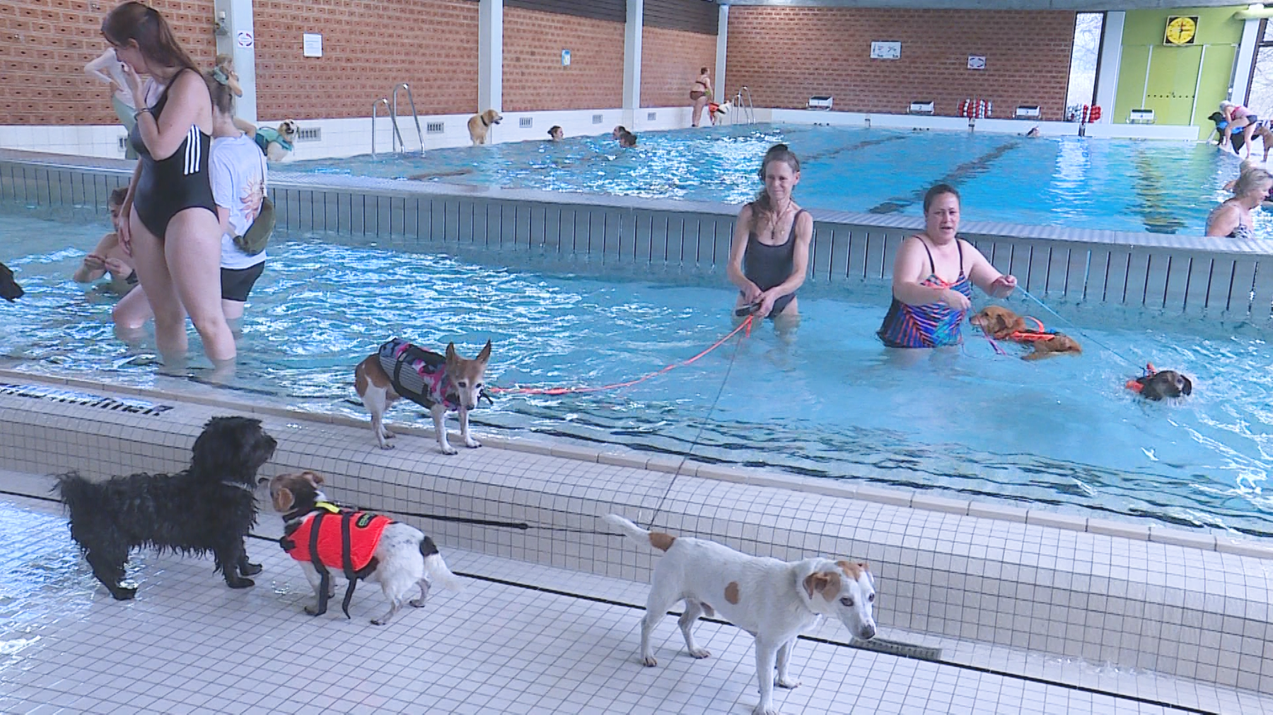 Hunde Tag im Hallenbad