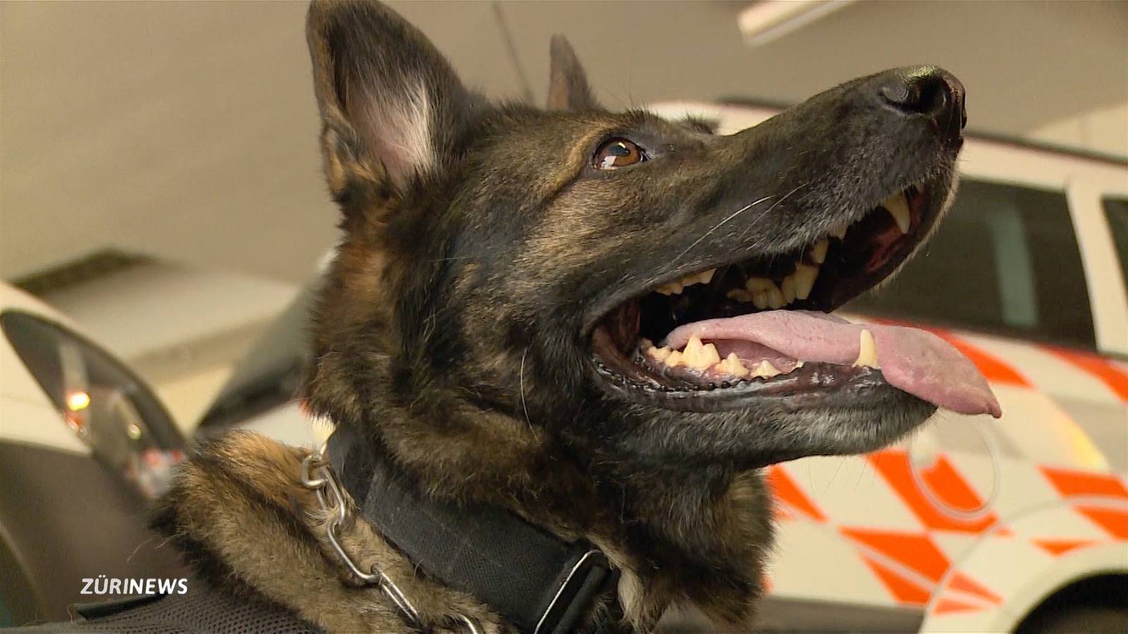 Was Die Meisten Katzenhalter Falsch Machen