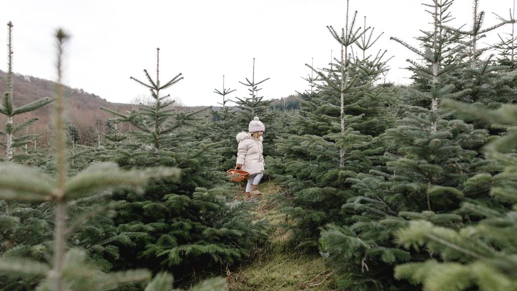 Das musst du wissen, wenn du dir einen Christbaum besorgst