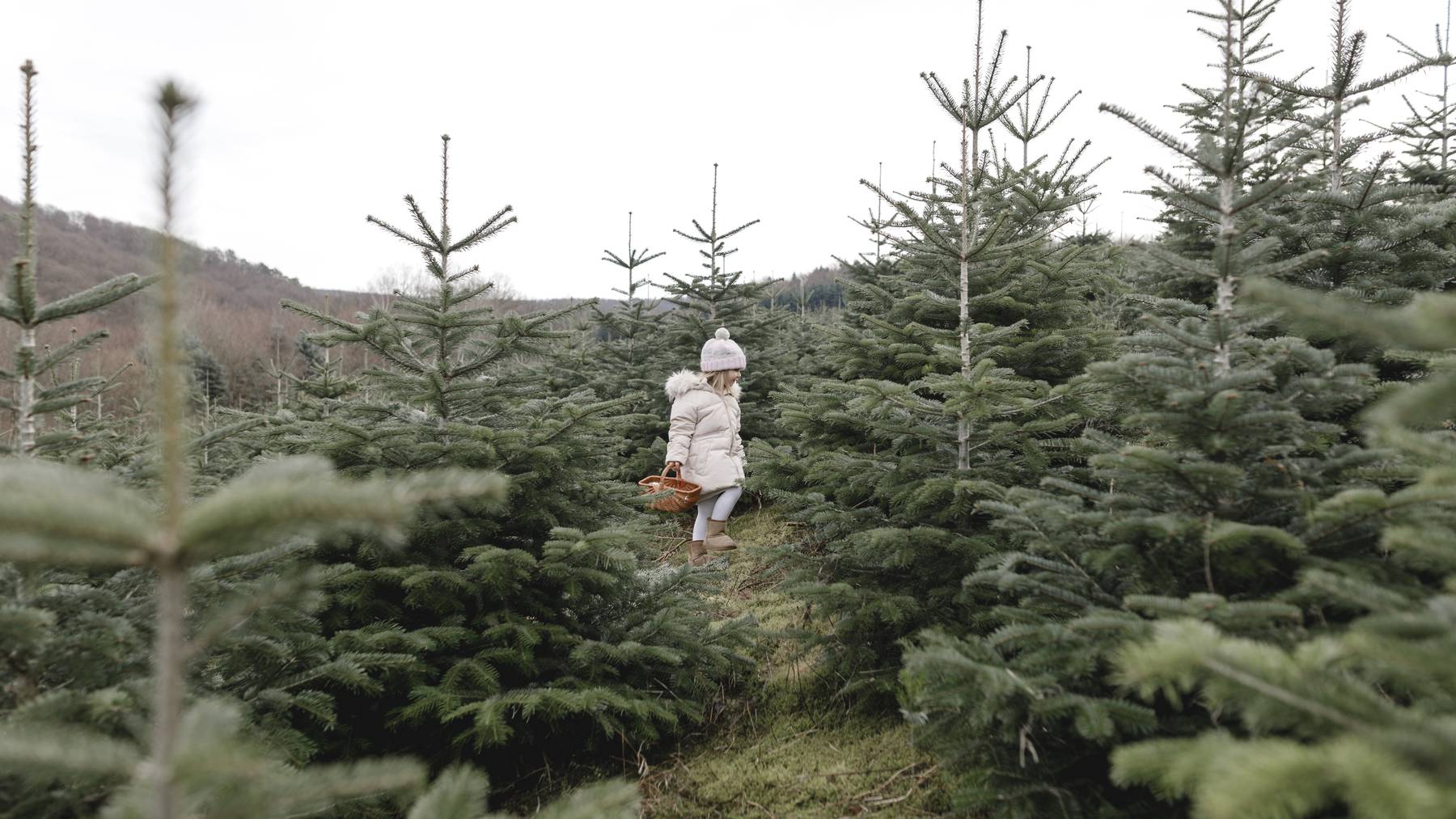 Im Dezember geht wieder die Suche nach dem perfekten Baum los.