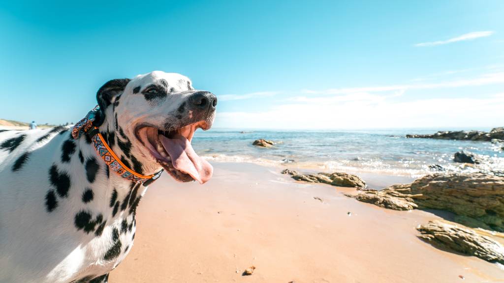 Hund Strand