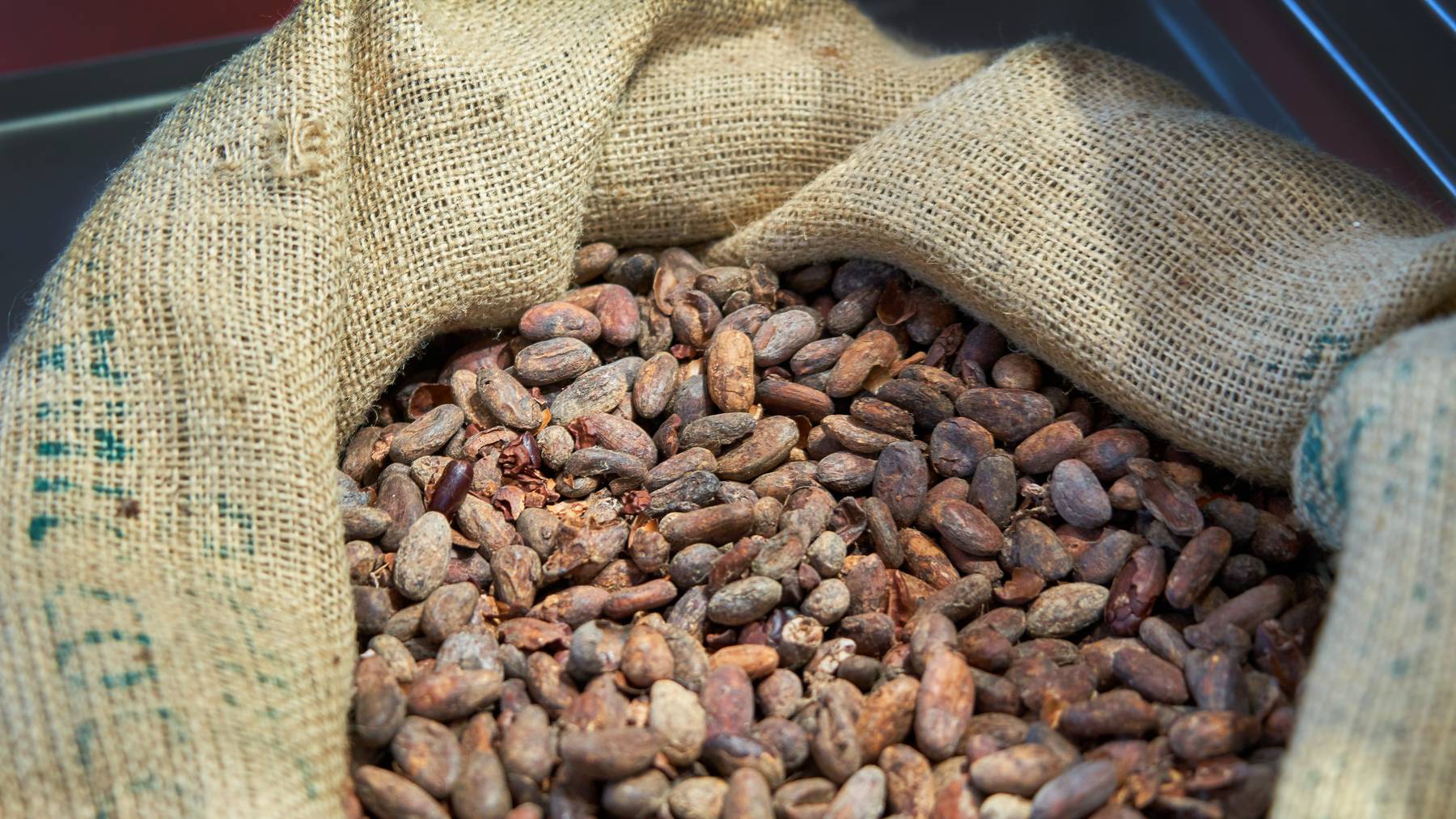 Kakaobohnen enthalten die wichtige Aminosäure Tryptophan.