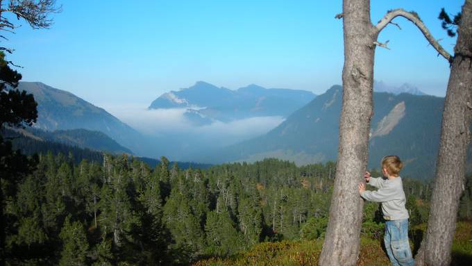 Bergwaldprojekt mit freiwilligen Helfern