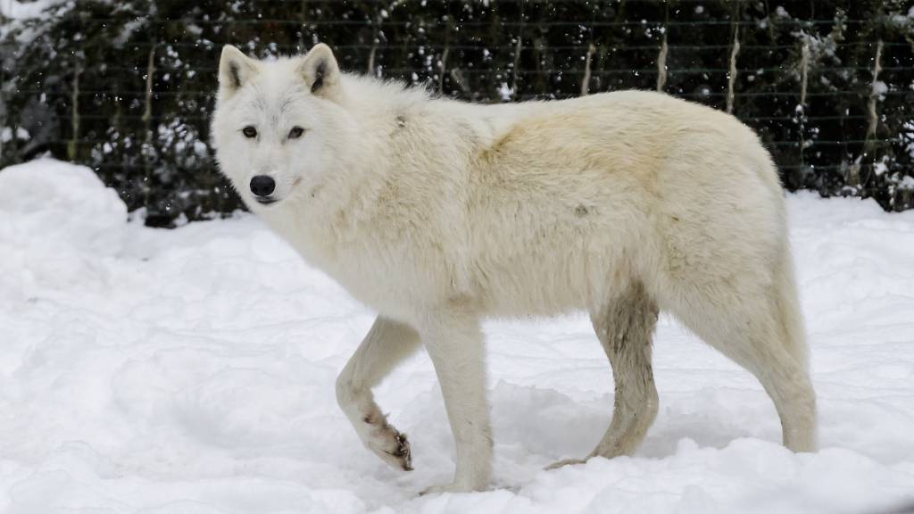 Ein Polarwolf im Zoo de Servion VD: Der Polarwolf verdankt seine weisse Fellfarbe einer Genvariante, die er von einem längst ausgestorbenen Verwandten geerbt hat. (Archivbild)
