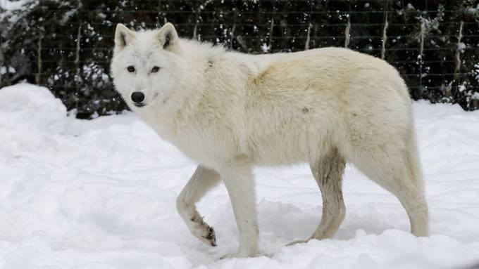 Forscher knacken das Rätsel der Fellmuster bei Hunden und Wölfen