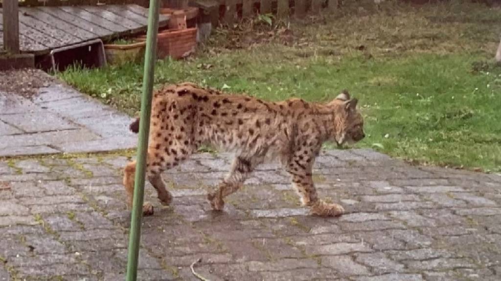 Luchs in Hinwiler Garten gesichtet