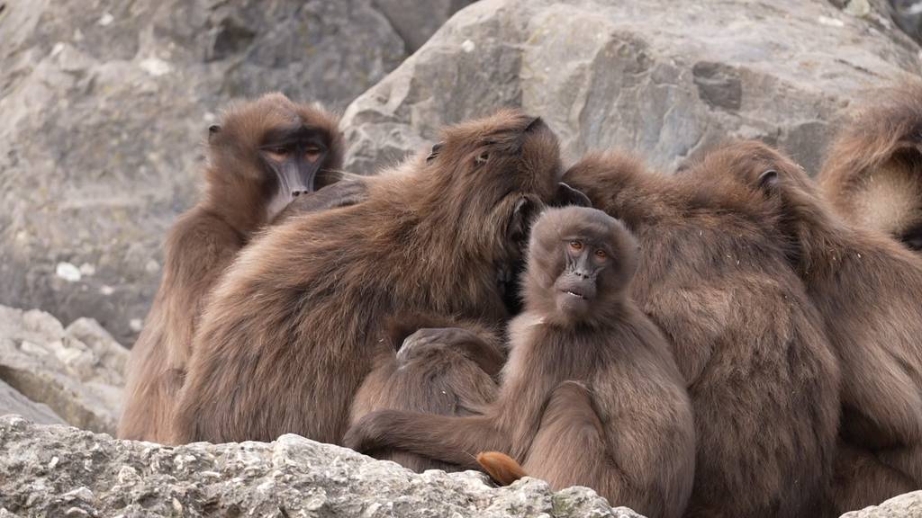 Wegen Spannungen in der Gruppe: Zoo Zürich tötete zehn Paviane