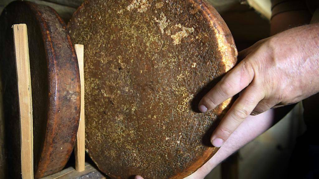 Ein im Jahr 1875 produzierter Käse ist der älteste von insgesamt 72 Laiben im Keller der Familie Zufferey in Grimentz. Trotz des hohen Alters sind sie noch gut beschaffen.