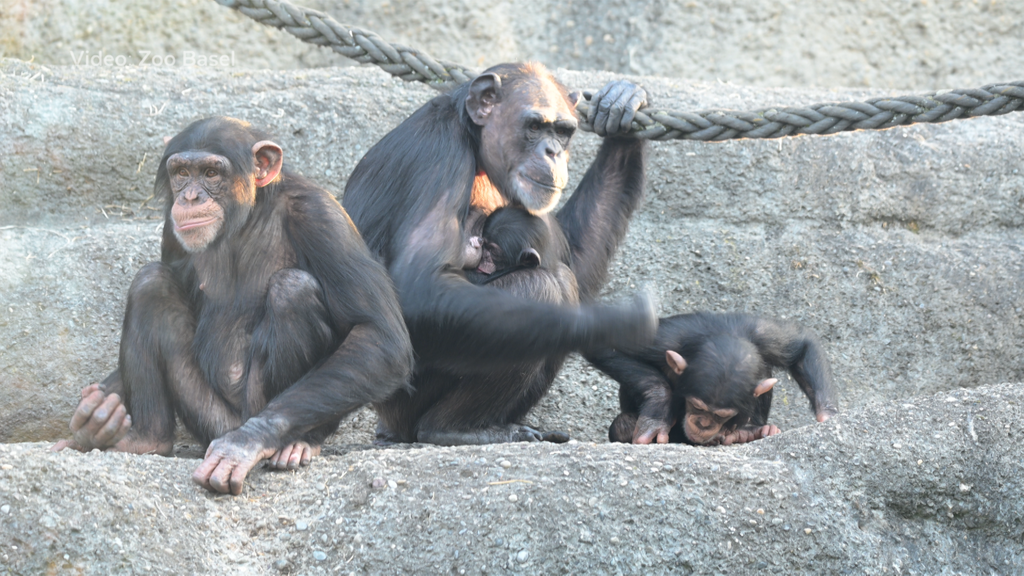 Schimpansennachwuchs Zoo Basel