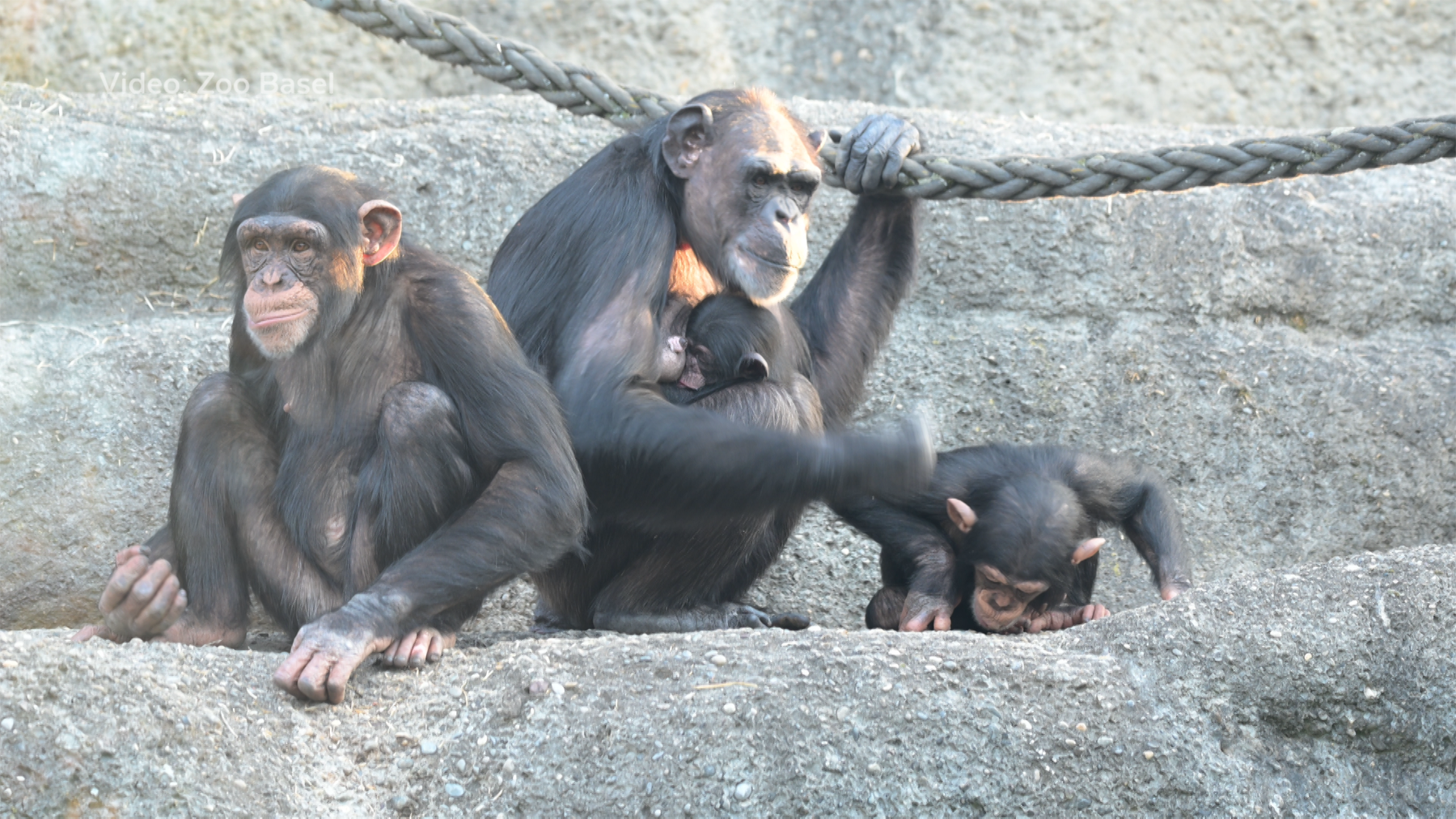 Schimpansennachwuchs Zoo Basel