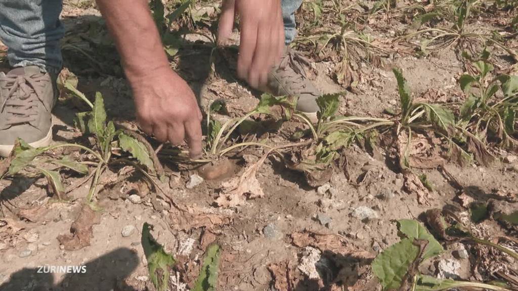 Bauern mit Pionierprojekt gegen Wassermangel