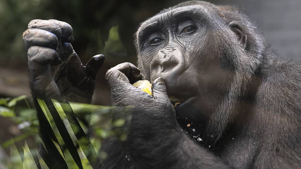 Auch den Gorillas machten die heissen Temperaturen im Sommer 2023 zu schaffen. Sie erhielten Eis, um sich abzukühlen. (Archivbild)